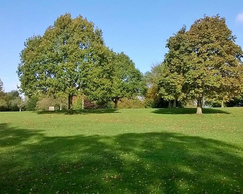 Beautiful blue sky. Shadows cast along the parks grass by grand oak trees blossoming in the sun. Leaves of all hues of green.
