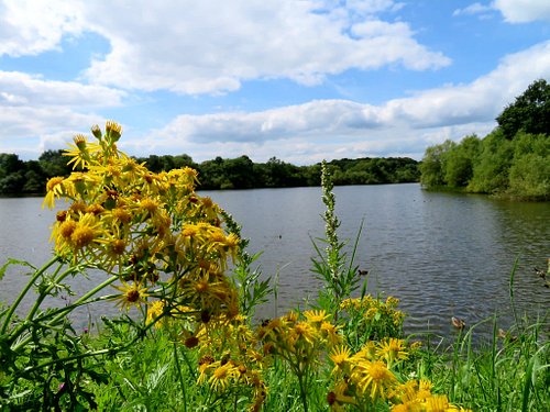 Beautiful bright yellow flowers overlooking the lake at Shipley Country Park. Dark green trees and foliage in the distance. Sun breaking through the clouds bringing the essence of light wind